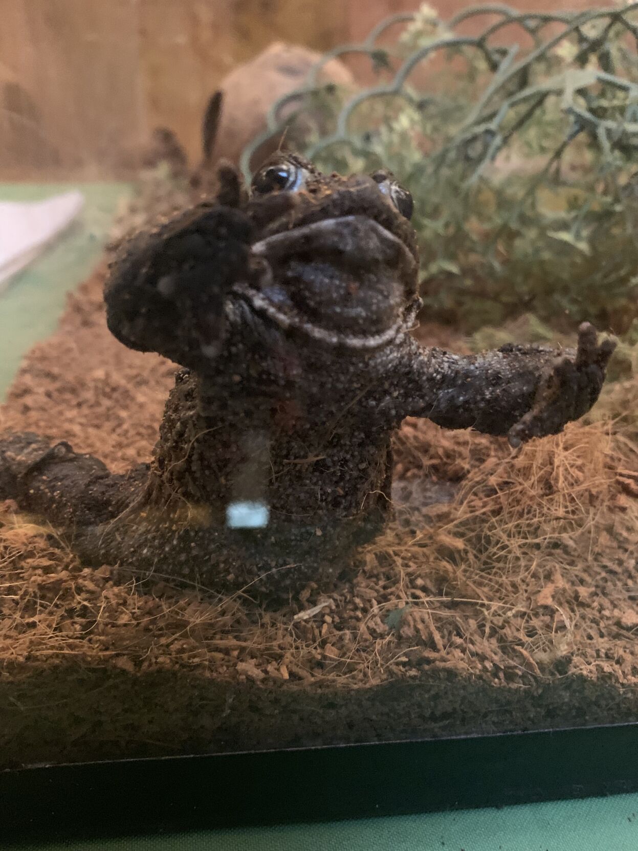 Borealinė rupūžė